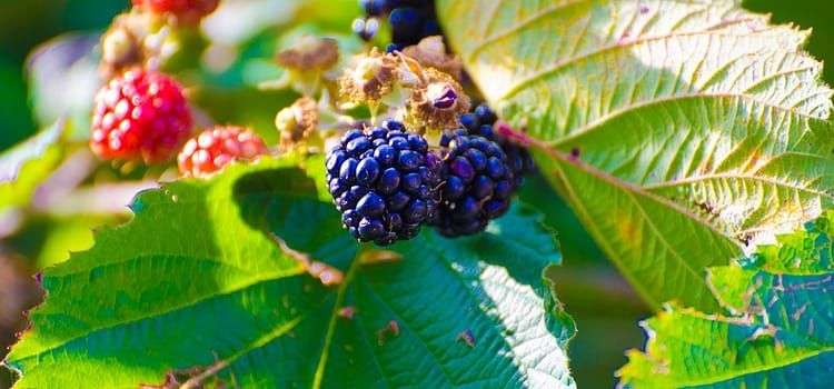 fruit
