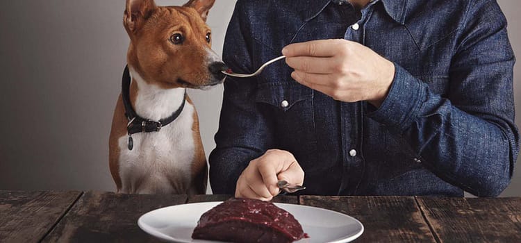 dog diet